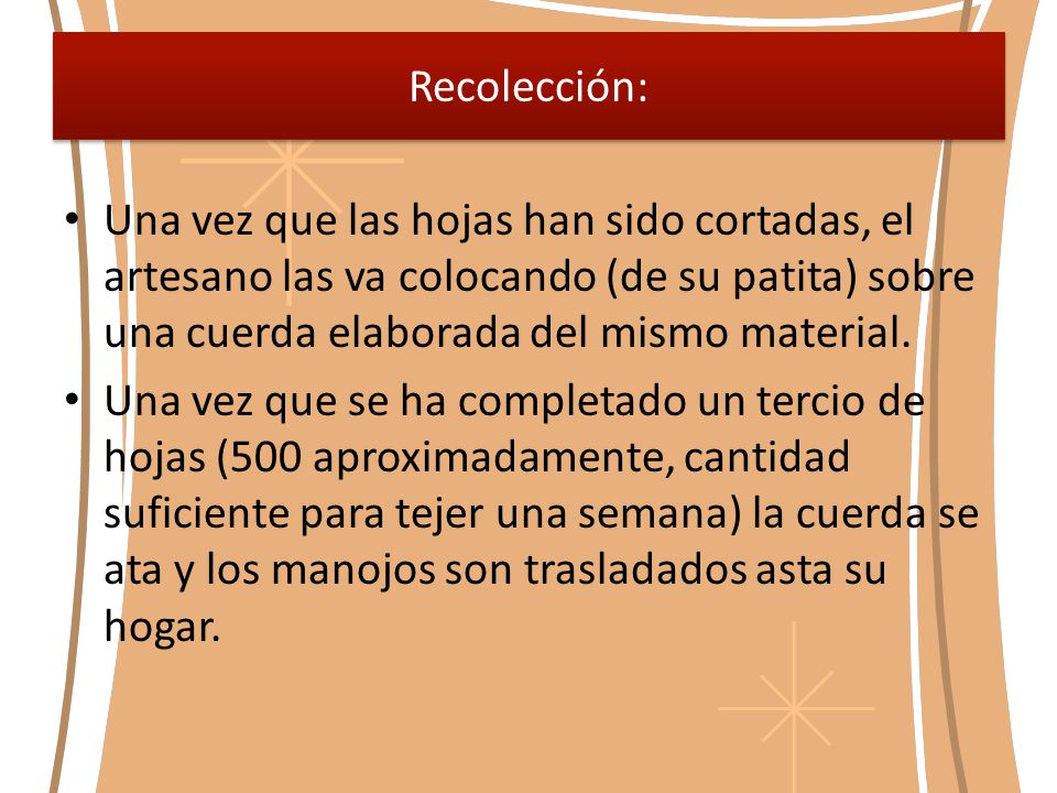 Recolección: Una vez que las hojas han sido cortadas, el artesano las va colocando (de su patita) sobre una cuerda elaborada del mismo material.