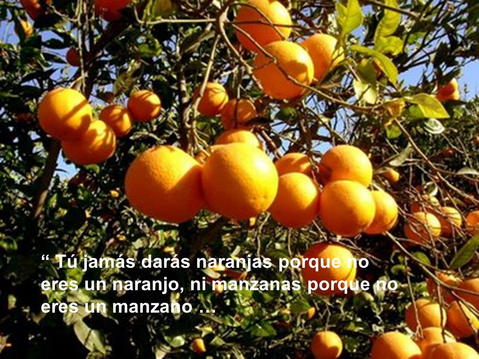 Tú jamás darás naranjas porque no eres un naranjo, ni manzanas porque no eres un manzano …