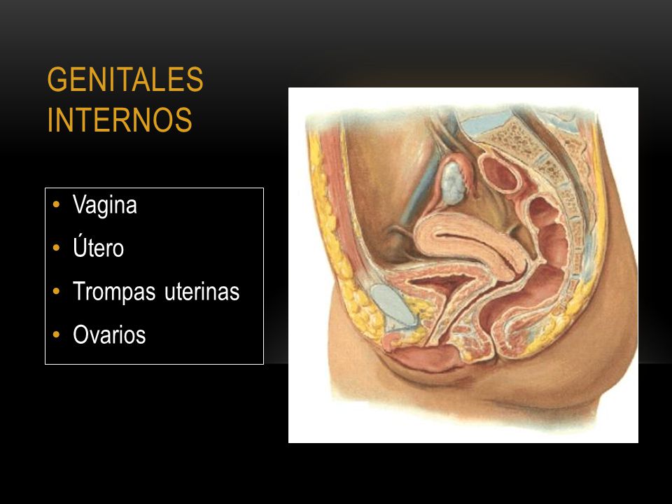 GENITALES INTERNOS Vagina Útero Trompas uterinas Ovarios