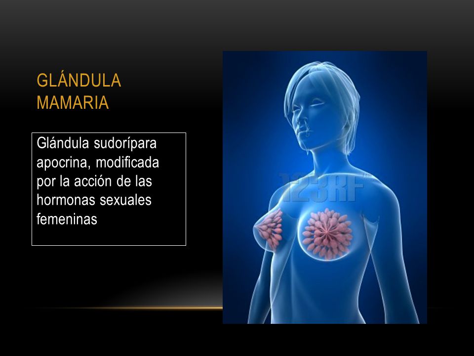GLÁNDULA MAMARIA Glándula sudorípara apocrina, modificada por la acción de las hormonas sexuales femeninas.