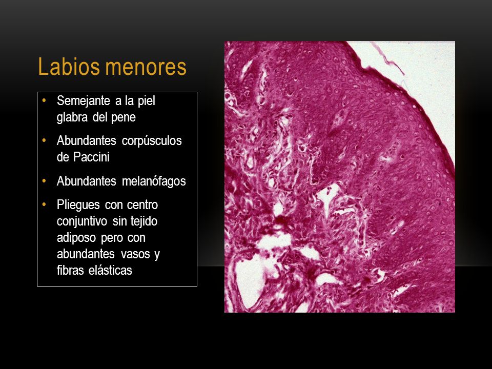 Labios menores Semejante a la piel glabra del pene