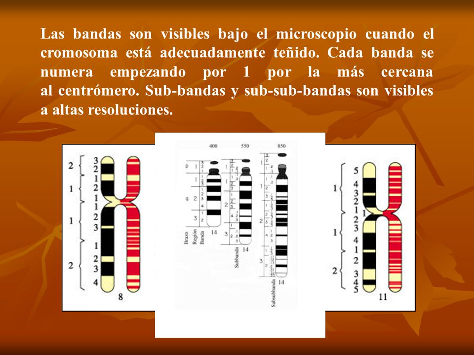 Las bandas son visibles bajo el microscopio cuando el cromosoma está adecuadamente teñido.