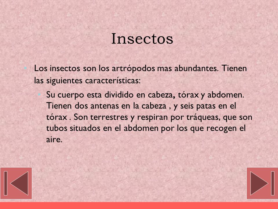 Insectos Los insectos son los artrópodos mas abundantes. Tienen las siguientes características: