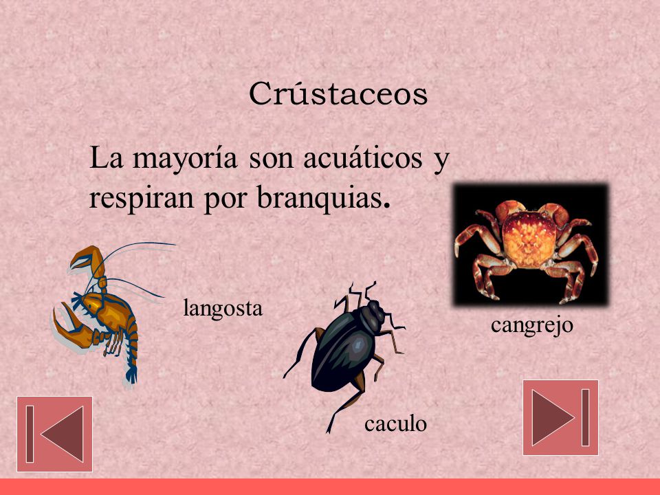 La mayoría son acuáticos y respiran por branquias.