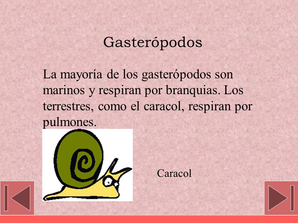 Gasterópodos La mayoría de los gasterópodos son marinos y respiran por branquias. Los terrestres, como el caracol, respiran por pulmones.