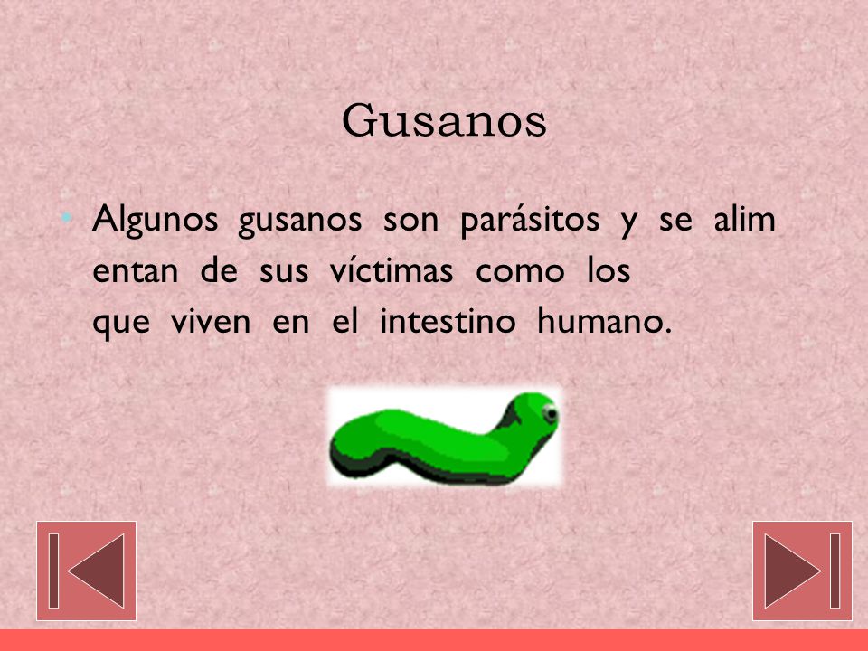 Gusanos Algunos gusanos son parásitos y se alimentan de sus víctimas como los que viven en el intestino humano.