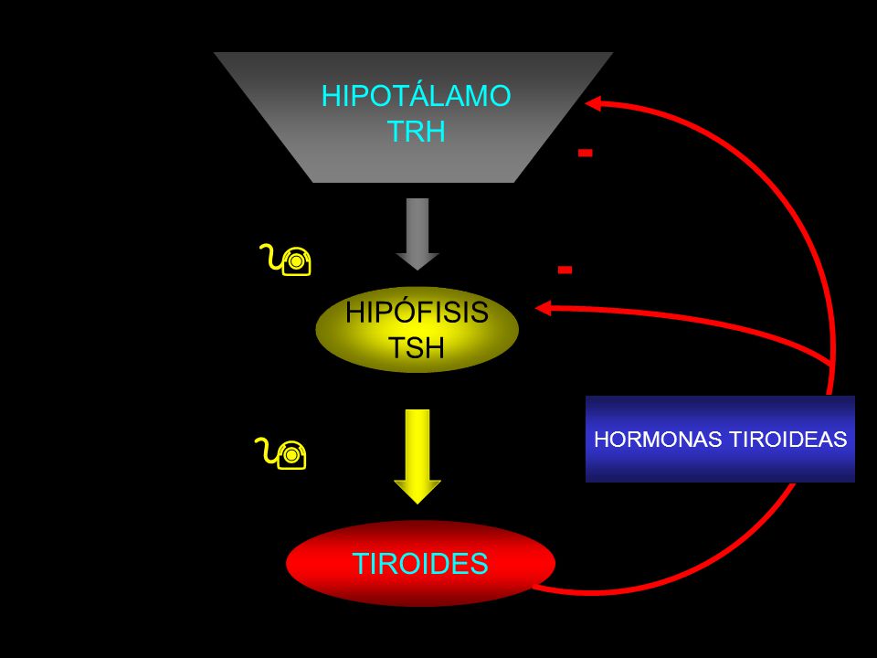 HIPOTÁLAMO TRH HORMONAS TIROIDEAS -  HIPÓFISIS TSH  TIROIDES
