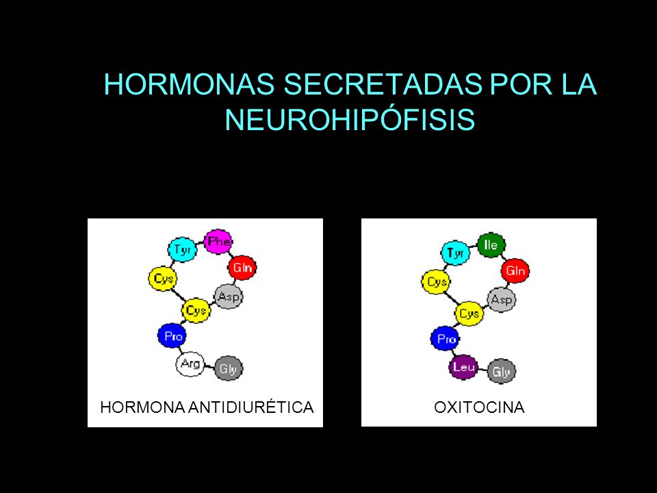 HORMONAS SECRETADAS POR LA NEUROHIPÓFISIS