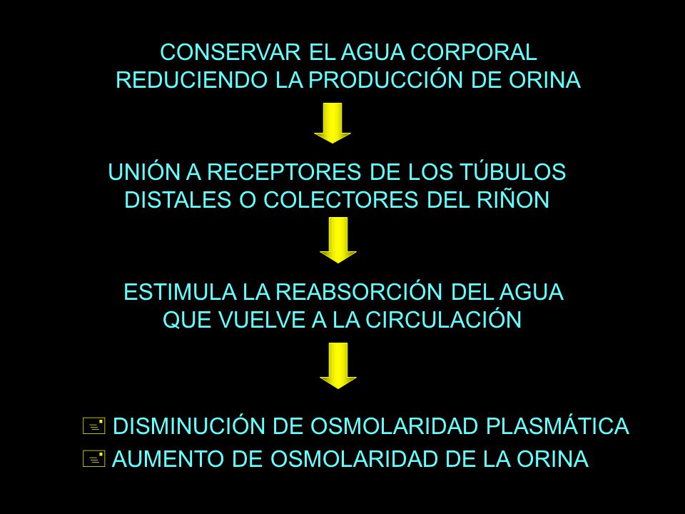 CONSERVAR EL AGUA CORPORAL REDUCIENDO LA PRODUCCIÓN DE ORINA