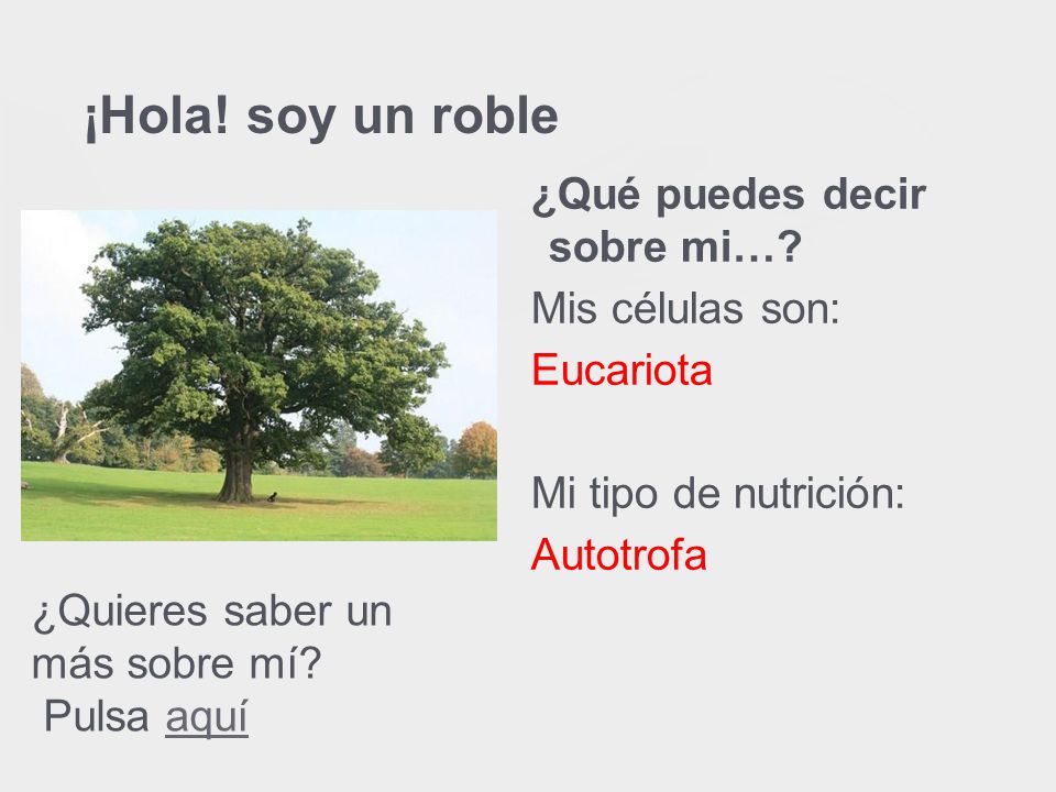 ¡Hola! soy un roble ¿Qué puedes decir sobre mi… Mis células son: