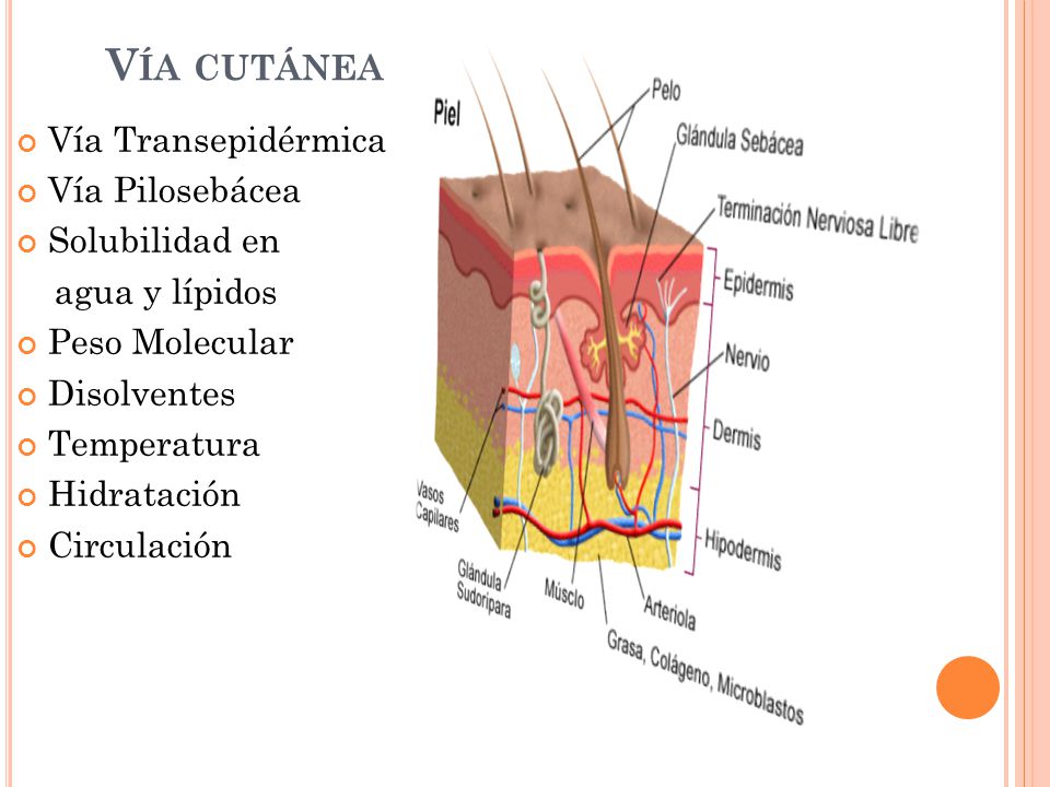 Vía cutánea Vía Transepidérmica Vía Pilosebácea Solubilidad en