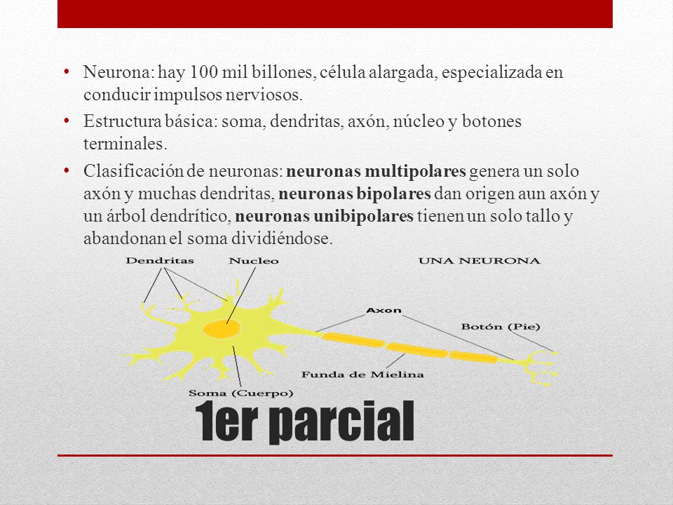 Neurona: hay 100 mil billones, célula alargada, especializada en conducir impulsos nerviosos.