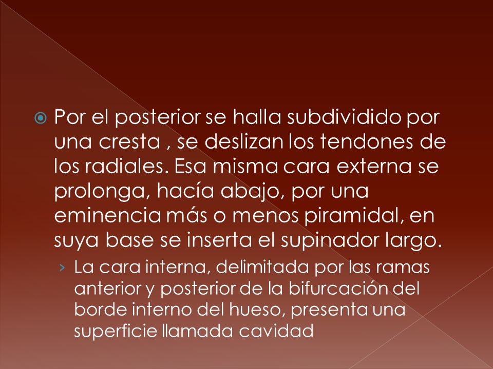 Por el posterior se halla subdividido por una cresta , se deslizan los tendones de los radiales. Esa misma cara externa se prolonga, hacía abajo, por una eminencia más o menos piramidal, en suya base se inserta el supinador largo.