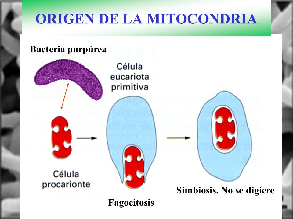 ORIGEN DE LA MITOCONDRIA