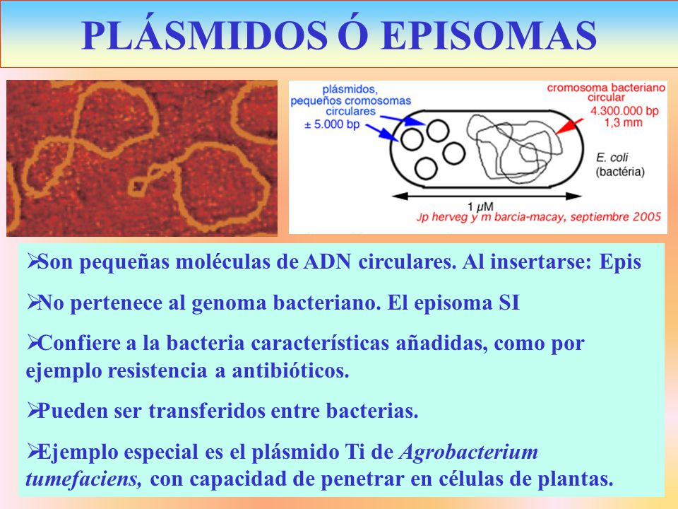 PLÁSMIDOS Ó EPISOMAS Son pequeñas moléculas de ADN circulares. Al insertarse: Epis. No pertenece al genoma bacteriano. El episoma SI.
