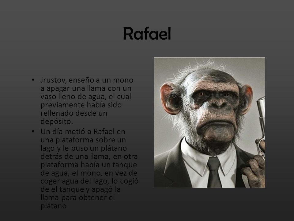 Rafael Jrustov, enseño a un mono a apagar una llama con un vaso lleno de agua, el cual previamente había sido rellenado desde un depósito.