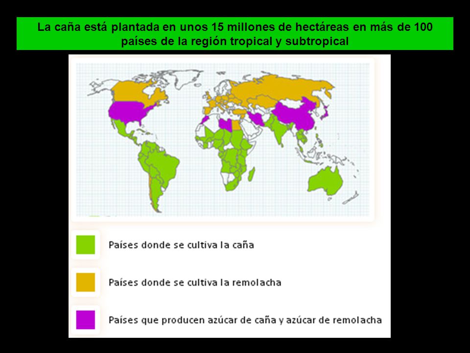 La caña está plantada en unos 15 millones de hectáreas en más de 100 países de la región tropical y subtropical