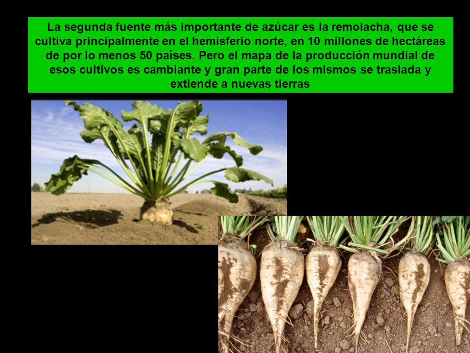 La segunda fuente más importante de azúcar es la remolacha, que se cultiva principalmente en el hemisferio norte, en 10 millones de hectáreas de por lo menos 50 países.