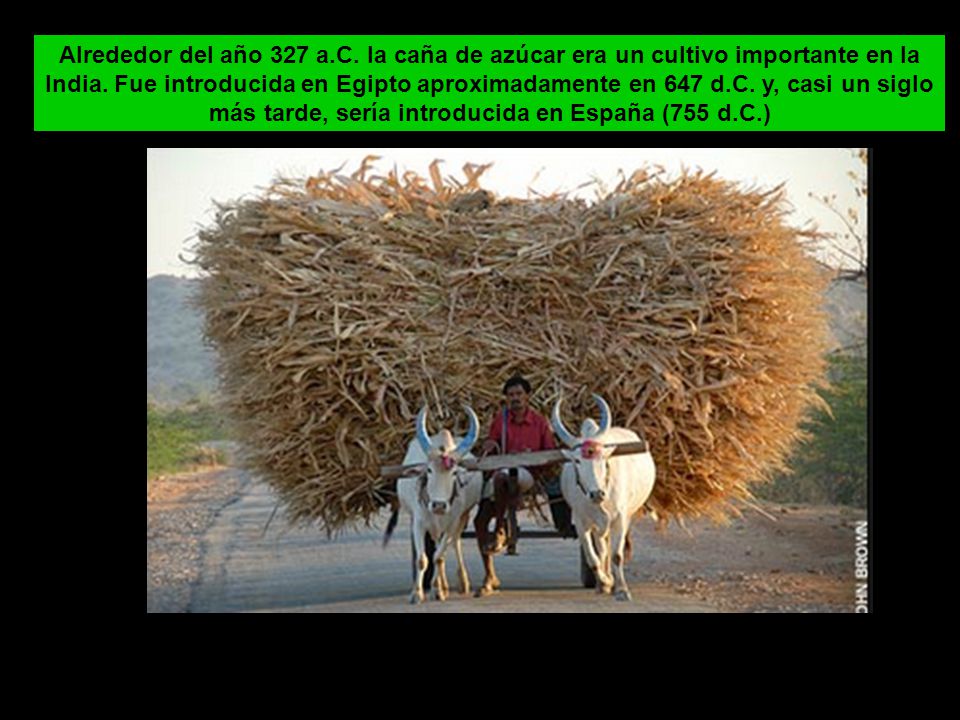 Alrededor del año 327 a.C. la caña de azúcar era un cultivo importante en la India.