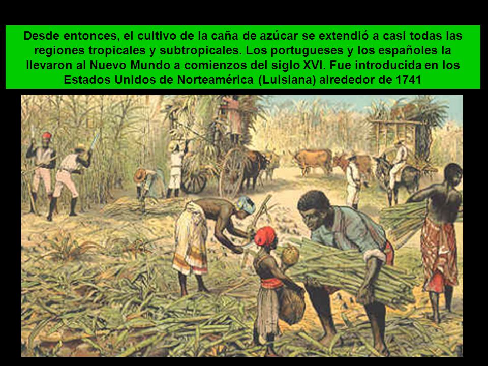 Desde entonces, el cultivo de la caña de azúcar se extendió a casi todas las regiones tropicales y subtropicales.