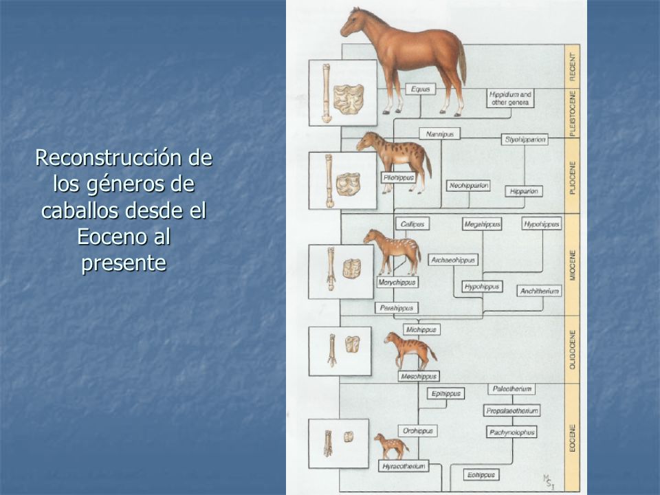 Reconstrucción de los géneros de caballos desde el Eoceno al presente