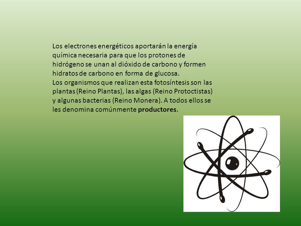 Los electrones energéticos aportarán la energía química necesaria para que los protones de hidrógeno se unan al dióxido de carbono y formen hidratos de carbono en forma de glucosa.