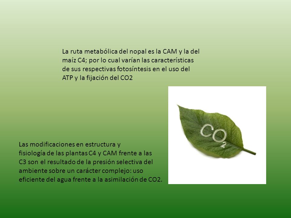 La ruta metabólica del nopal es la CAM y la del maíz C4; por lo cual varían las características de sus respectivas fotosíntesis en el uso del ATP y la fijación del CO2
