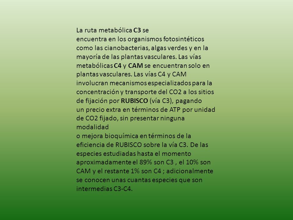 La ruta metabólica C3 se encuentra en los organismos fotosintéticos como las cianobacterias, algas verdes y en la mayoría de las plantas vasculares.