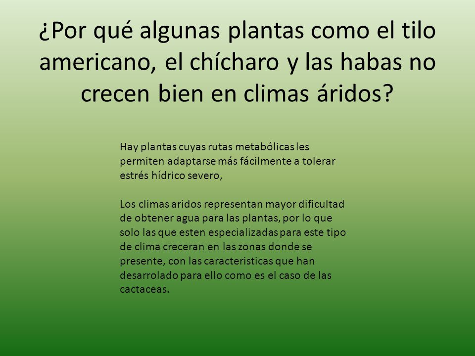 ¿Por qué algunas plantas como el tilo americano, el chícharo y las habas no crecen bien en climas áridos