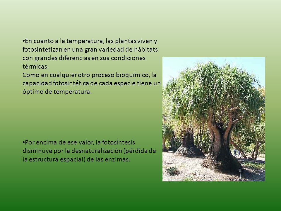 En cuanto a la temperatura, las plantas viven y fotosintetizan en una gran variedad de hábitats con grandes diferencias en sus condiciones térmicas. Como en cualquier otro proceso bioquímico, la capacidad fotosintética de cada especie tiene un óptimo de temperatura.