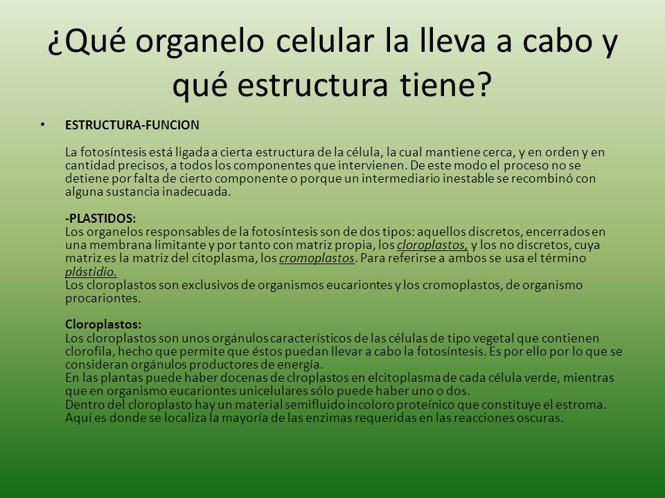 ¿Qué organelo celular la lleva a cabo y qué estructura tiene