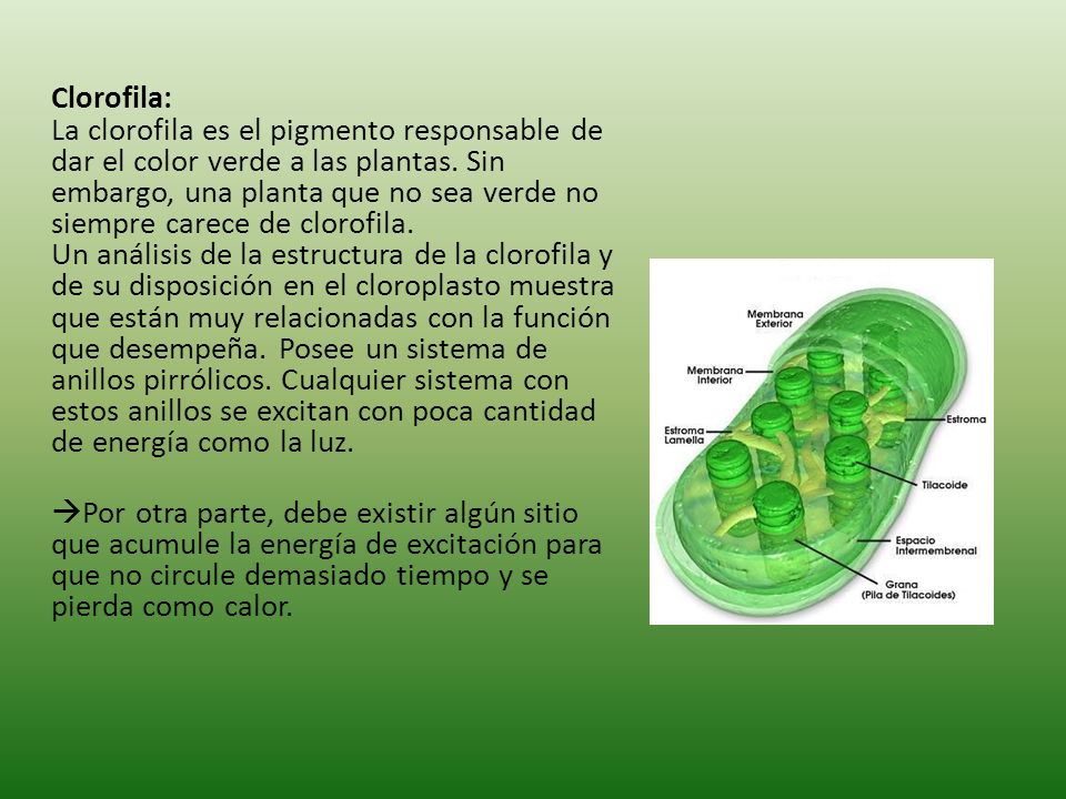 Clorofila: La clorofila es el pigmento responsable de dar el color verde a las plantas.