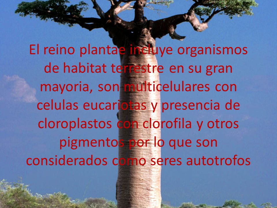 El reino plantae incluye organismos de habitat terrestre en su gran mayoria, son multicelulares con celulas eucariotas y presencia de cloroplastos con clorofila y otros pigmentos por lo que son considerados como seres autotrofos