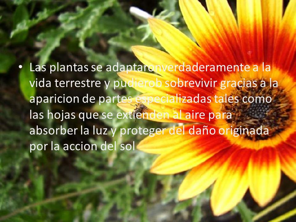 Las plantas se adaptaronverdaderamente a la vida terrestre y pudierob sobrevivir gracias a la aparicion de partes especializadas tales como las hojas que se extienden al aire para absorber la luz y proteger del daño originada por la accion del sol