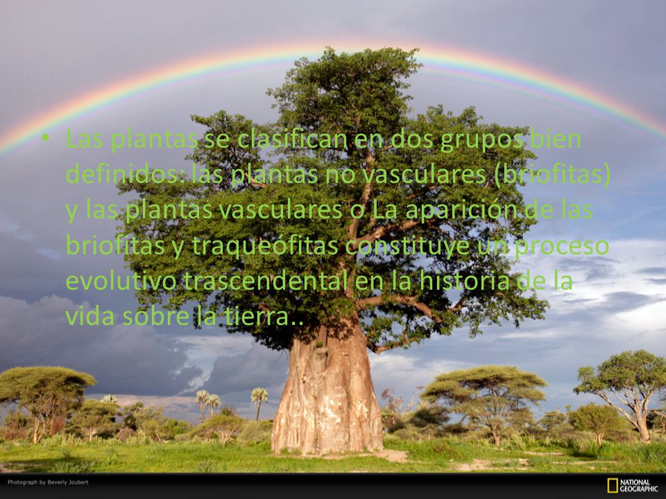 Las plantas se clasifican en dos grupos bien definidos: las plantas no vasculares (briofitas) y las plantas vasculares o La aparición de las briofitas y traqueófitas constituye un proceso evolutivo trascendental en la historia de la vida sobre la tierra..