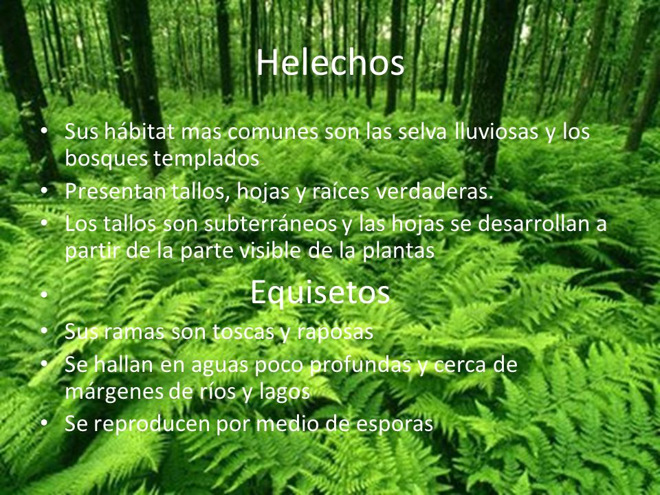 Helechos Sus hábitat mas comunes son las selva lluviosas y los bosques templados. Presentan tallos, hojas y raíces verdaderas.