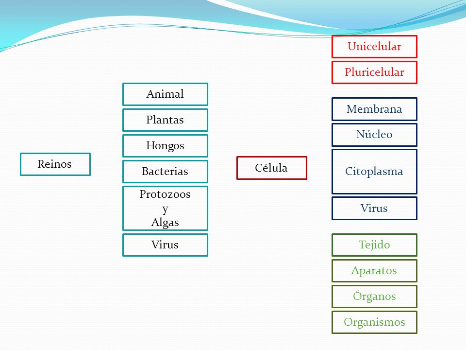Unicelular Pluricelular. Animal. Membrana. Plantas. Núcleo. Hongos. Citoplasma. Reinos. Célula.