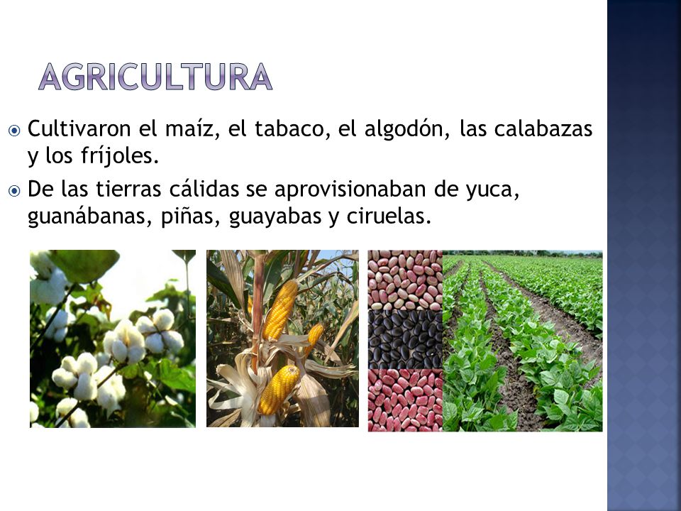 Agricultura Cultivaron el maíz, el tabaco, el algodón, las calabazas y los fríjoles.