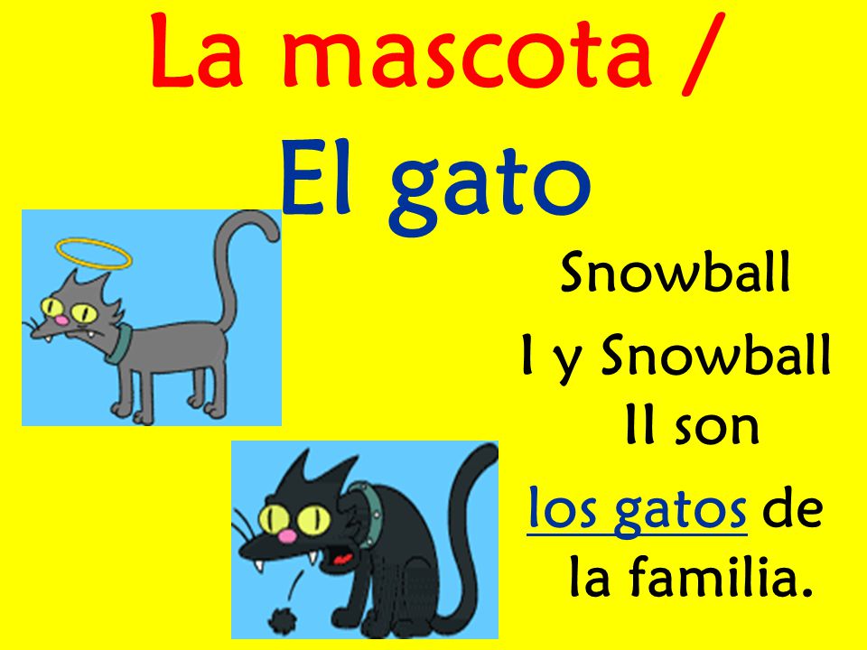 La mascota / El gato Snowball I y Snowball II son