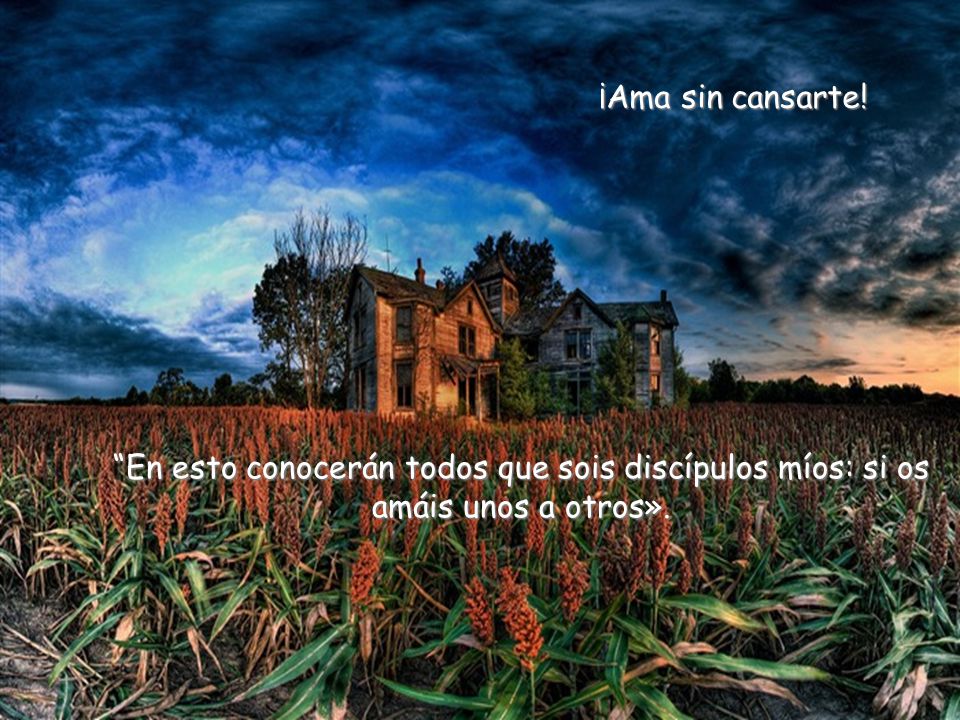 ¡Ama sin cansarte! En esto conocerán todos que sois discípulos míos: si os amáis unos a otros».