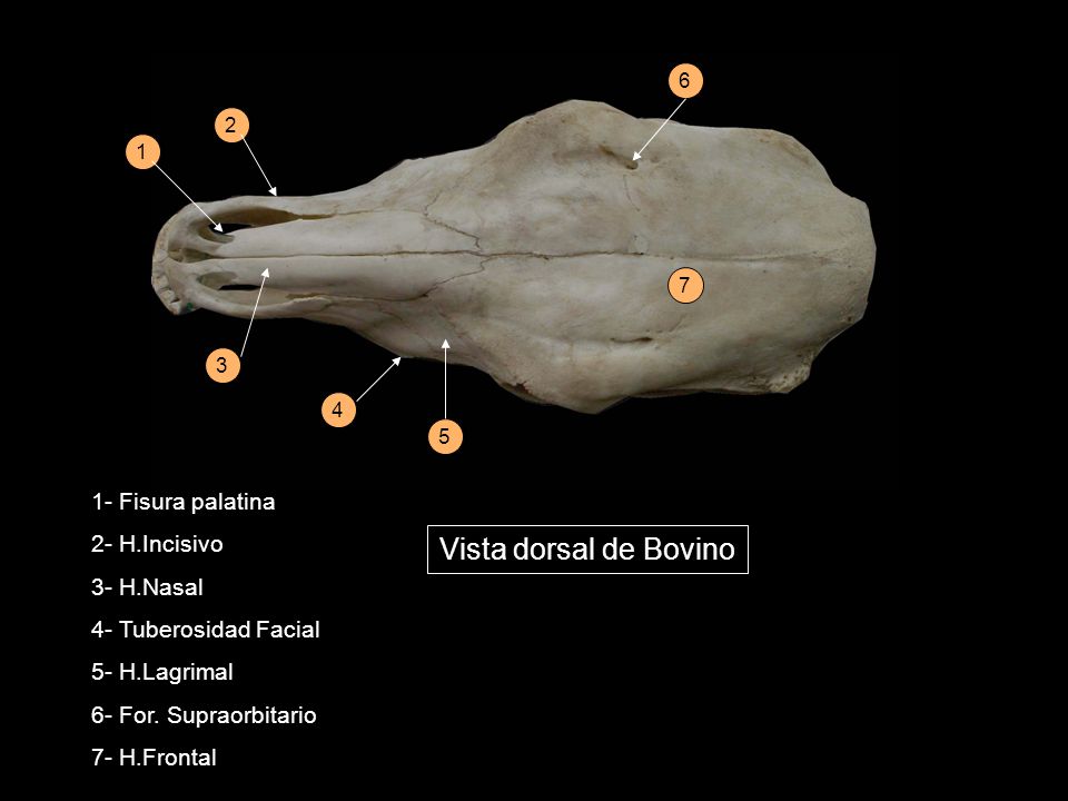 Vista dorsal de Bovino 1- Fisura palatina 2- H.Incisivo 3- H.Nasal