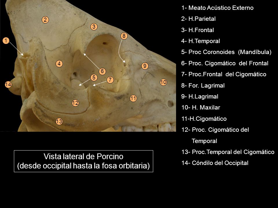 Vista lateral de Porcino (desde occipital hasta la fosa orbitaria)