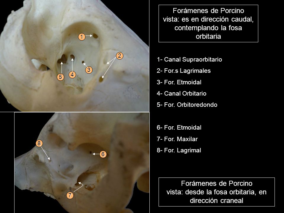 Forámenes de Porcino vista: es en dirección caudal, contemplando la fosa orbitaria.