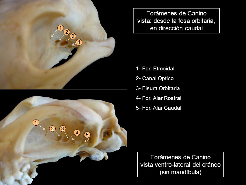 Forámenes de Canino vista ventro-lateral del cráneo (sin mandíbula)