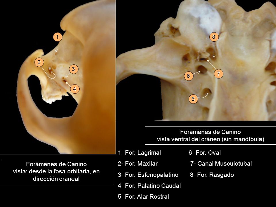 Forámenes de Canino vista ventral del cráneo (sin mandíbula)