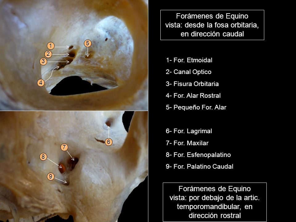 Forámenes de Equino vista: desde la fosa orbitaria, en dirección caudal.