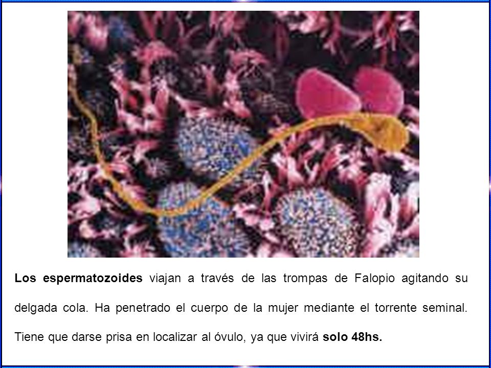 Los espermatozoides viajan a través de las trompas de Falopio agitando su delgada cola. Ha penetrado el cuerpo de la mujer mediante el torrente seminal. Tiene que darse prisa en localizar al óvulo, ya que vivirá solo 48hs.