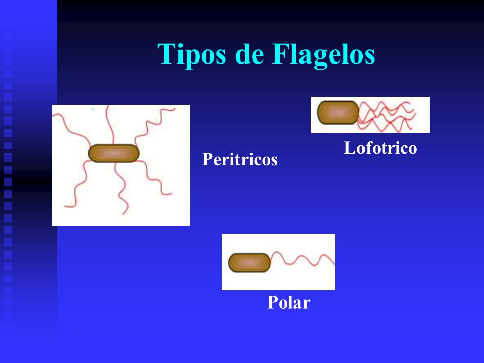 Tipos de Flagelos Lofotrico Peritricos Polar