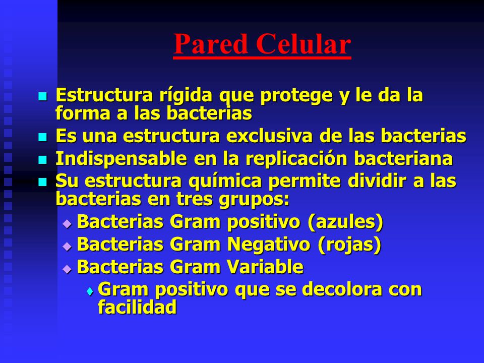 Pared Celular Estructura rígida que protege y le da la forma a las bacterias. Es una estructura exclusiva de las bacterias.