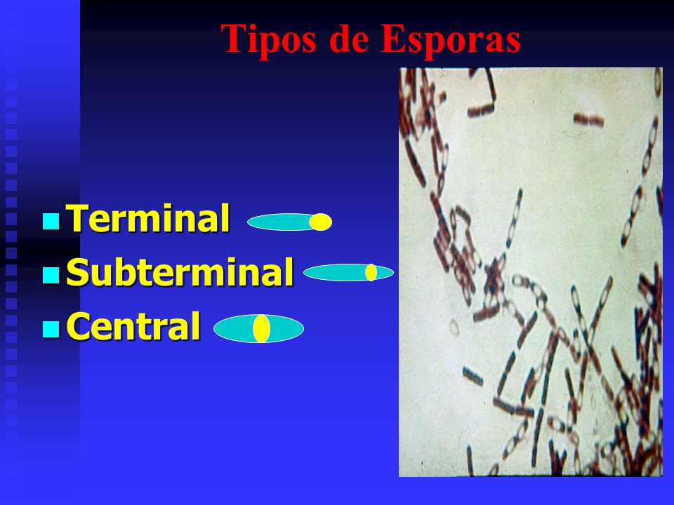 Tipos de Esporas Terminal Subterminal Central